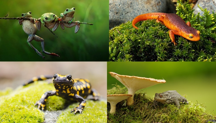 What are 5 interesting facts about amphibians?