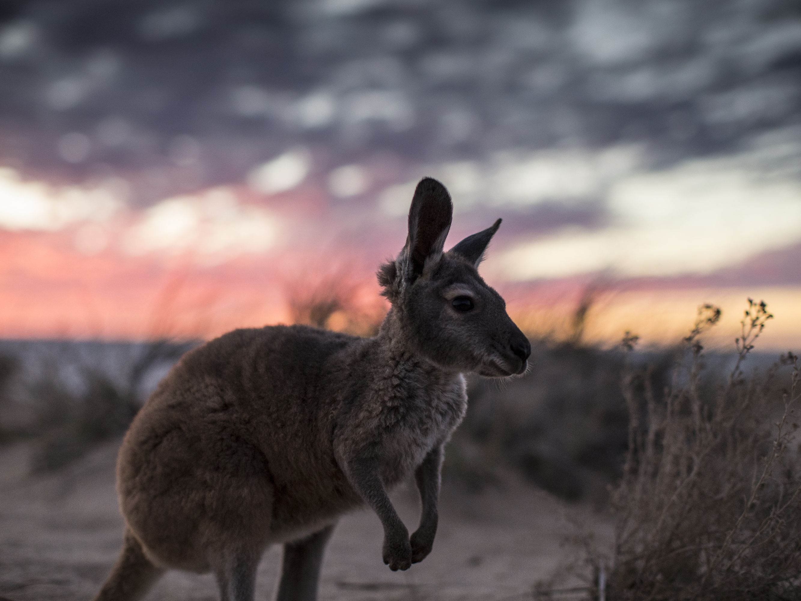 What are 5 interesting facts about kangaroos?