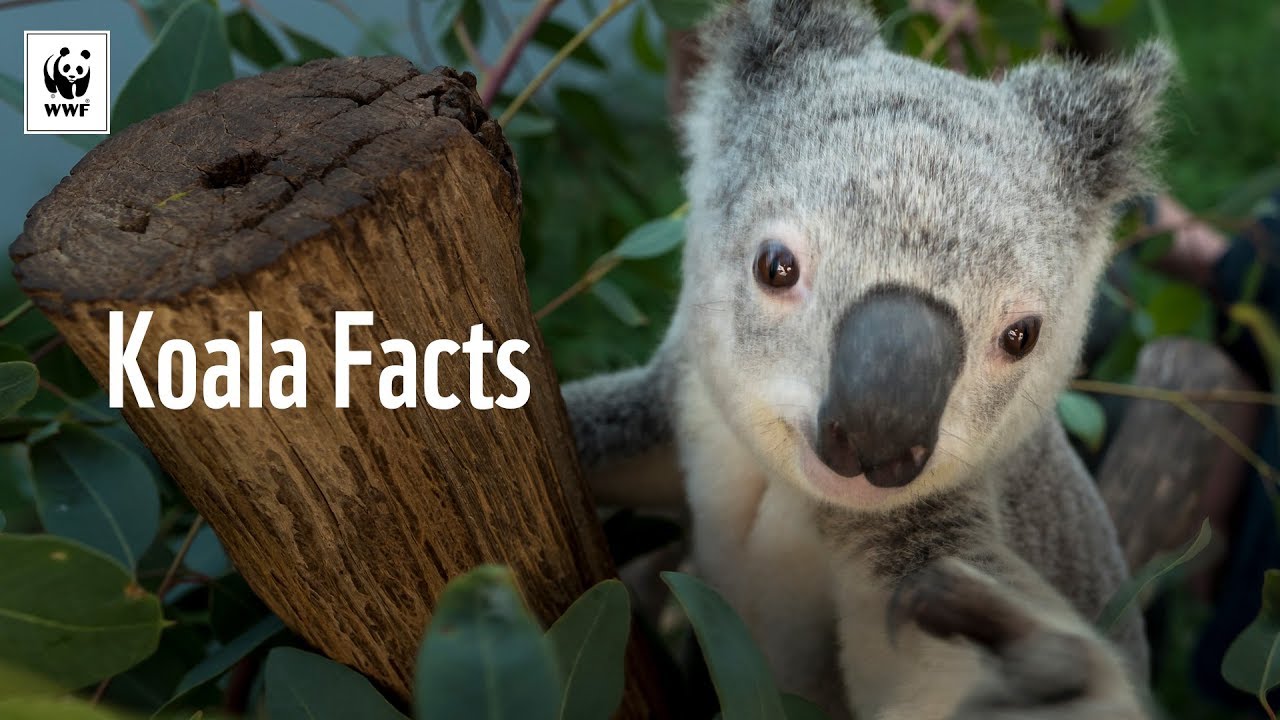 What are 5 interesting facts about koalas?