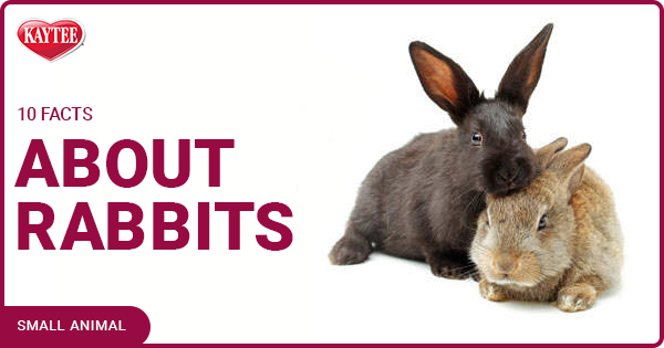What are 5 interesting facts about rabbits?