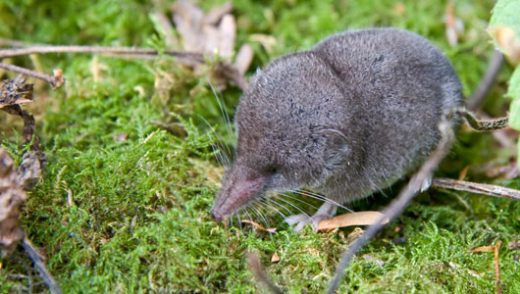 What are 5 interesting facts about shrews?