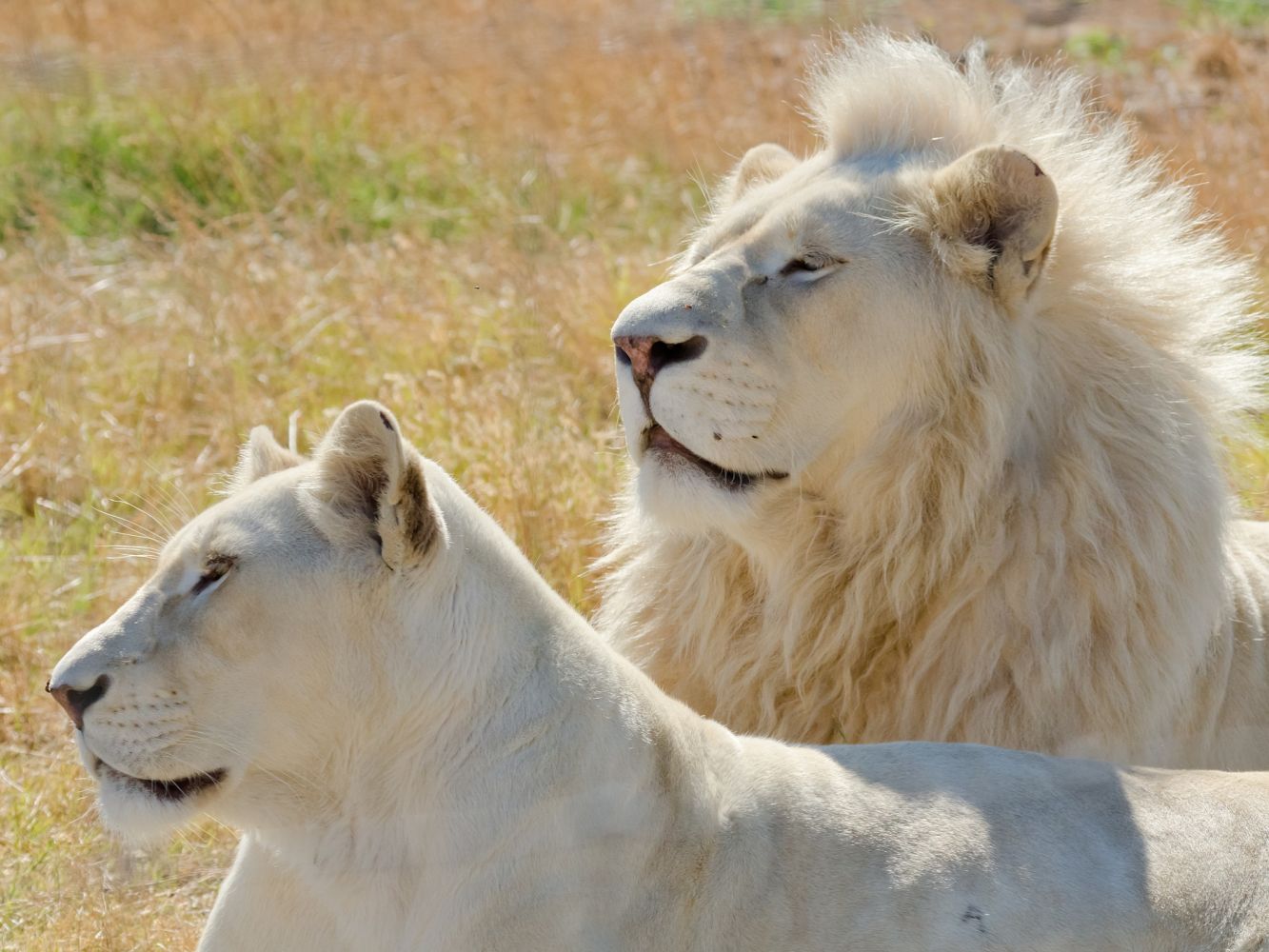 What are 5 interesting facts about white lions?