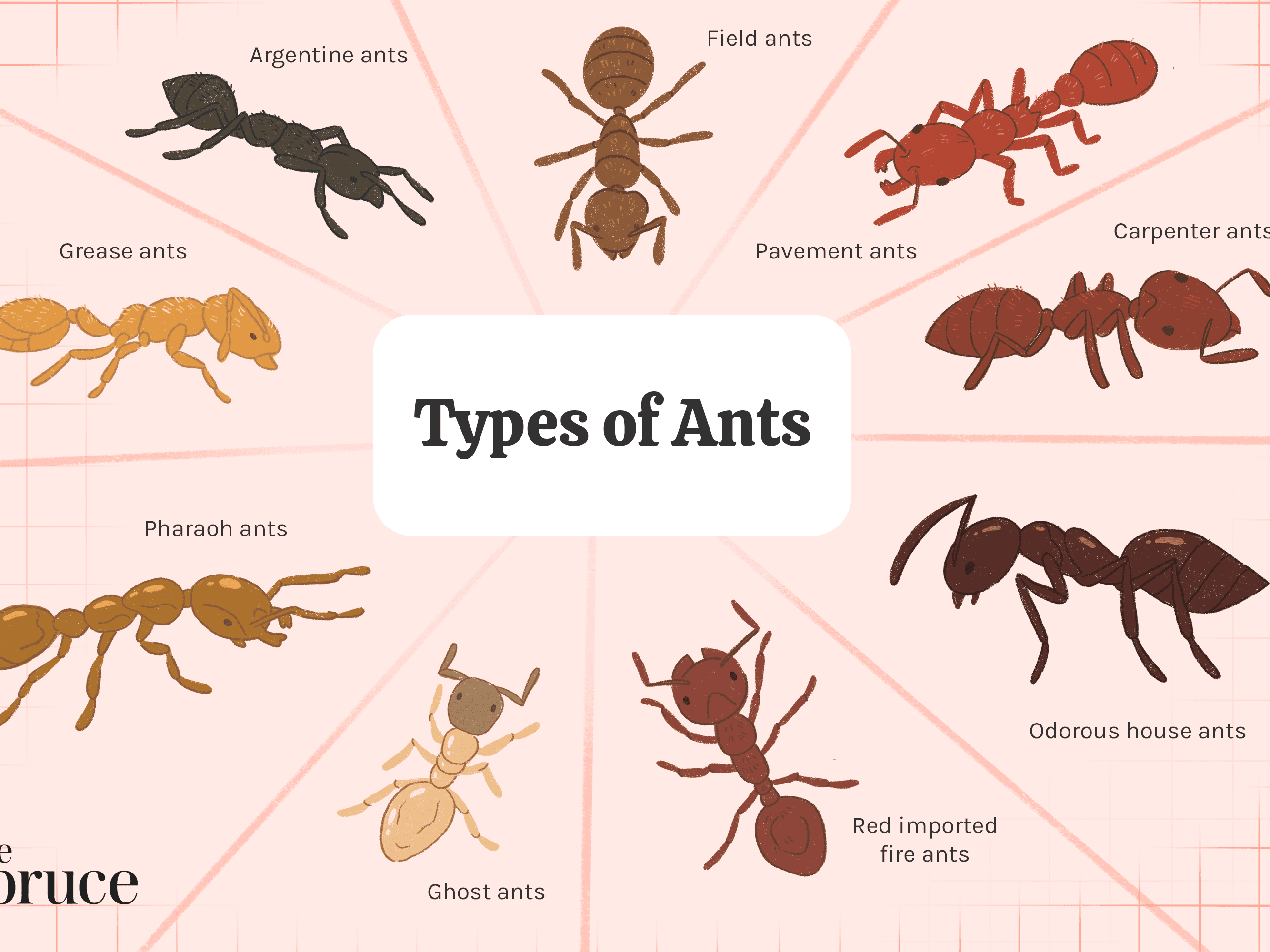 What are 5 types of ants?