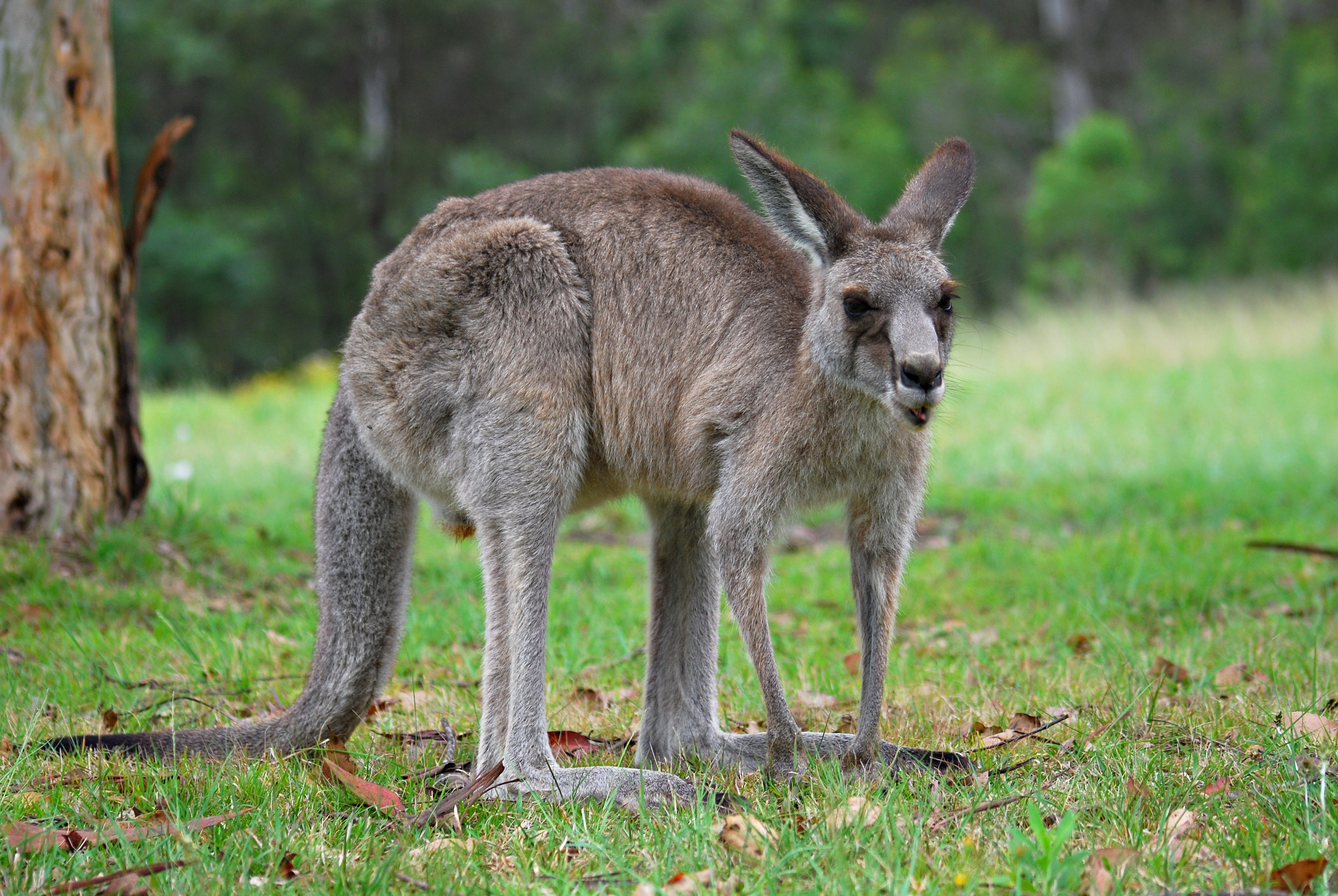 What are adult females of the kangaroo species called?