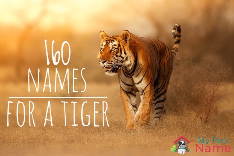 What are all names related to Tigers called?