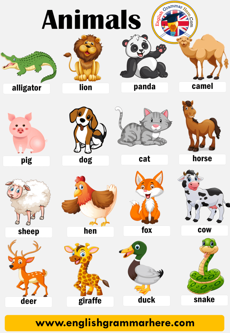 What are animal names?