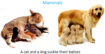 What are animals that give birth called?