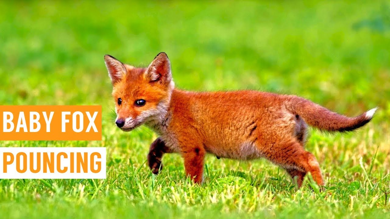What are baby foxes called?