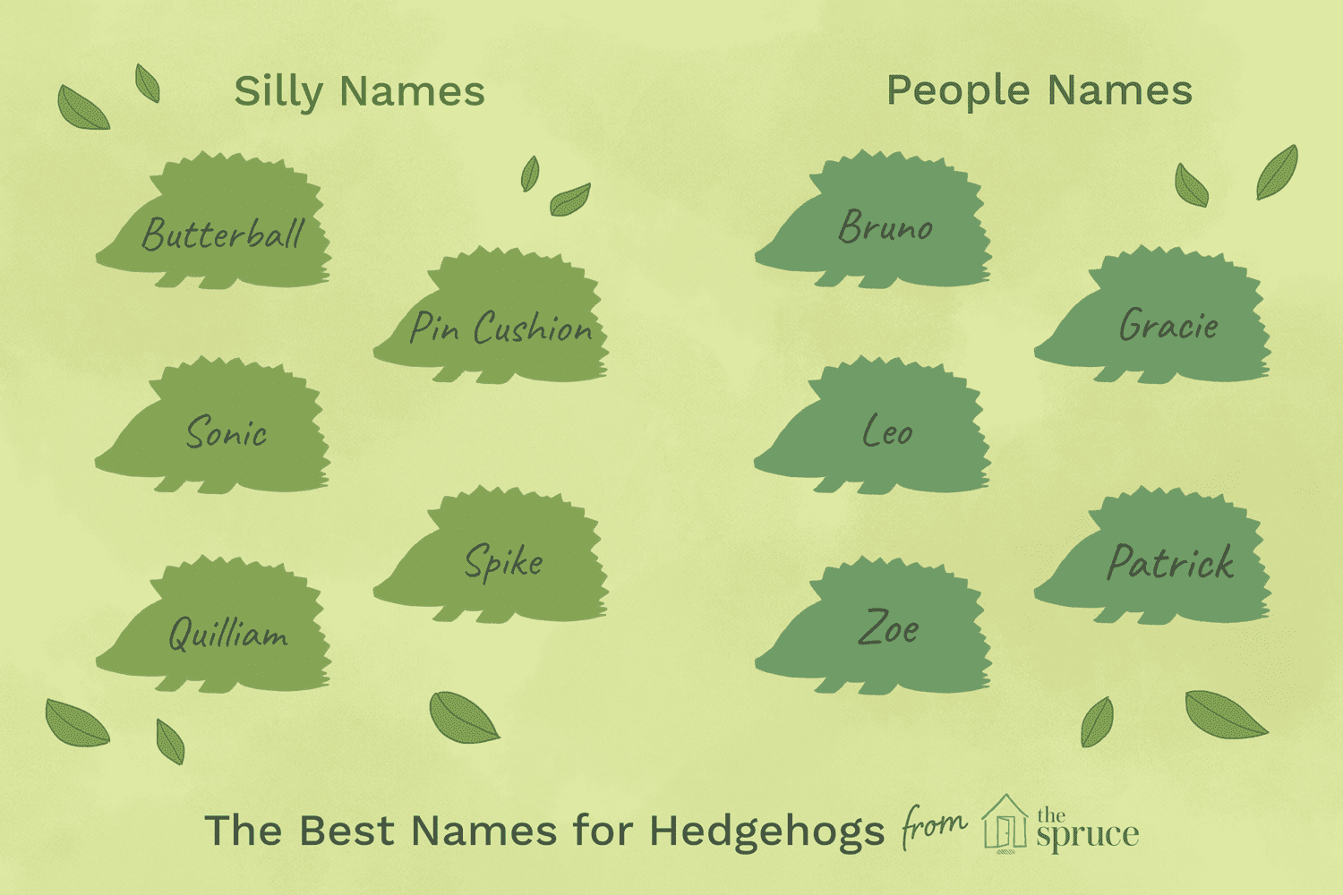 What are boy hedgehogs called?