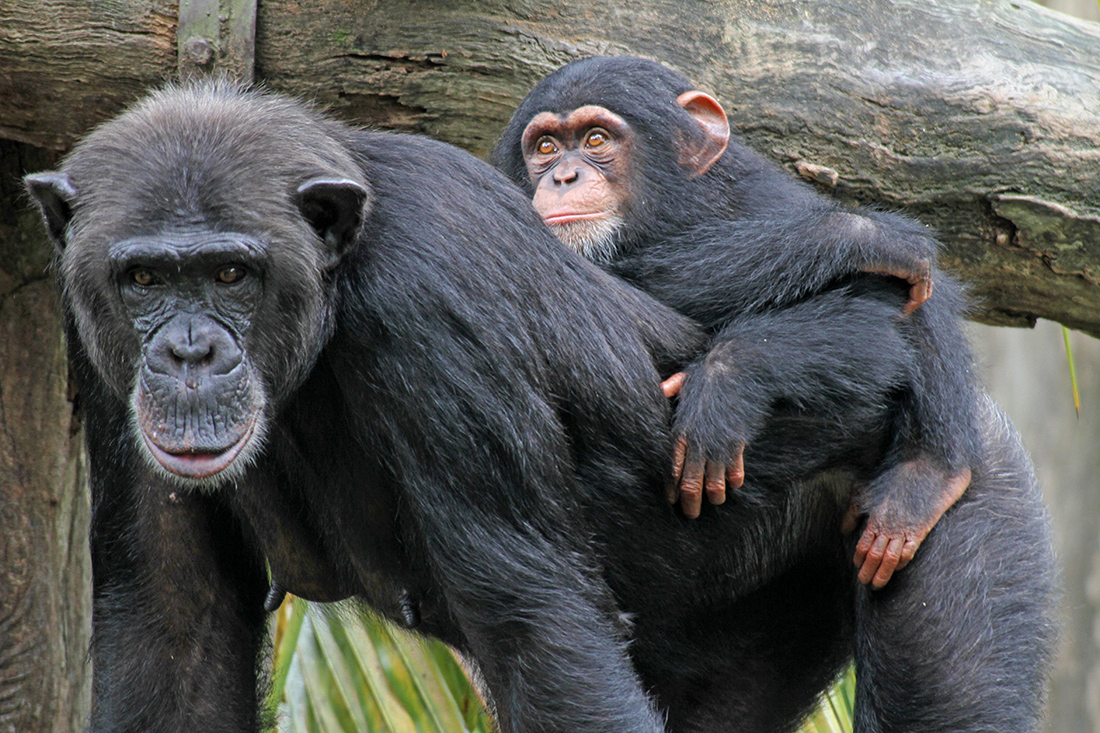 What are chimps better at than humans?