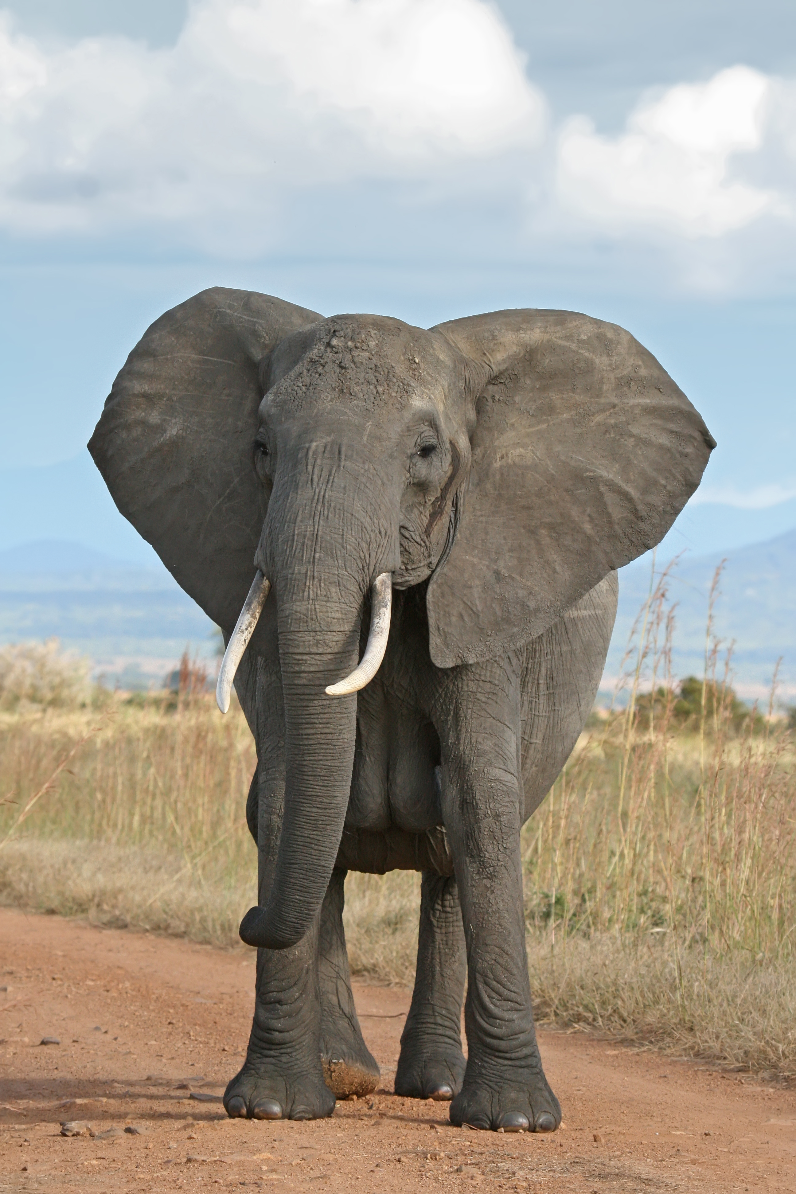 What are elephants called?