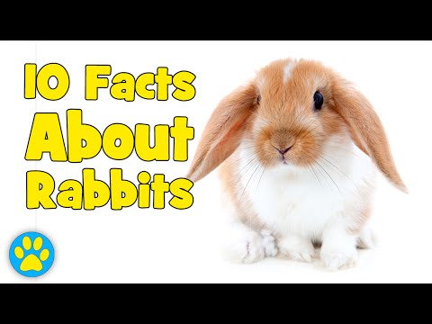 What are five interesting facts about rabbits?