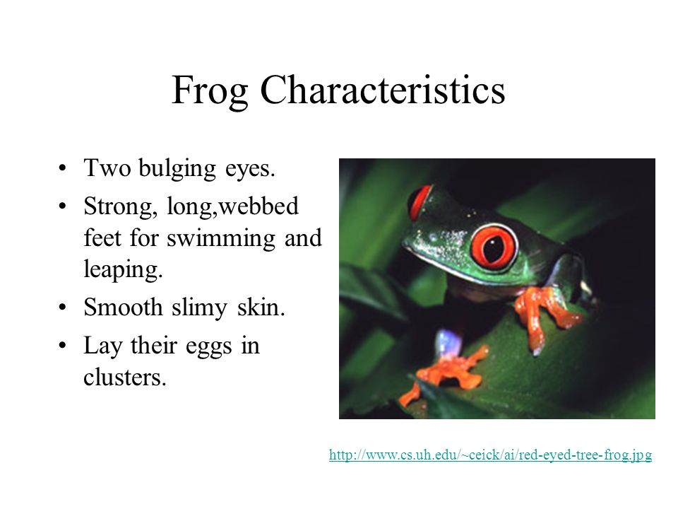 What are frogs characteristics?