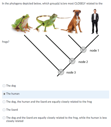 What are frogs closely related to?