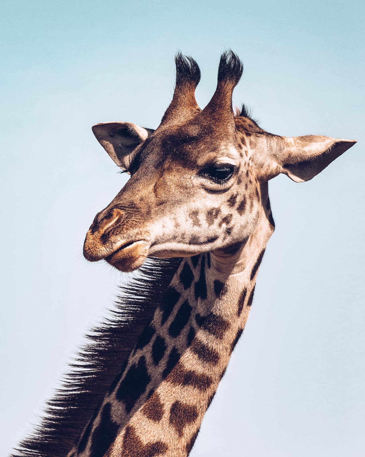 What are giraffe ossicones used for?