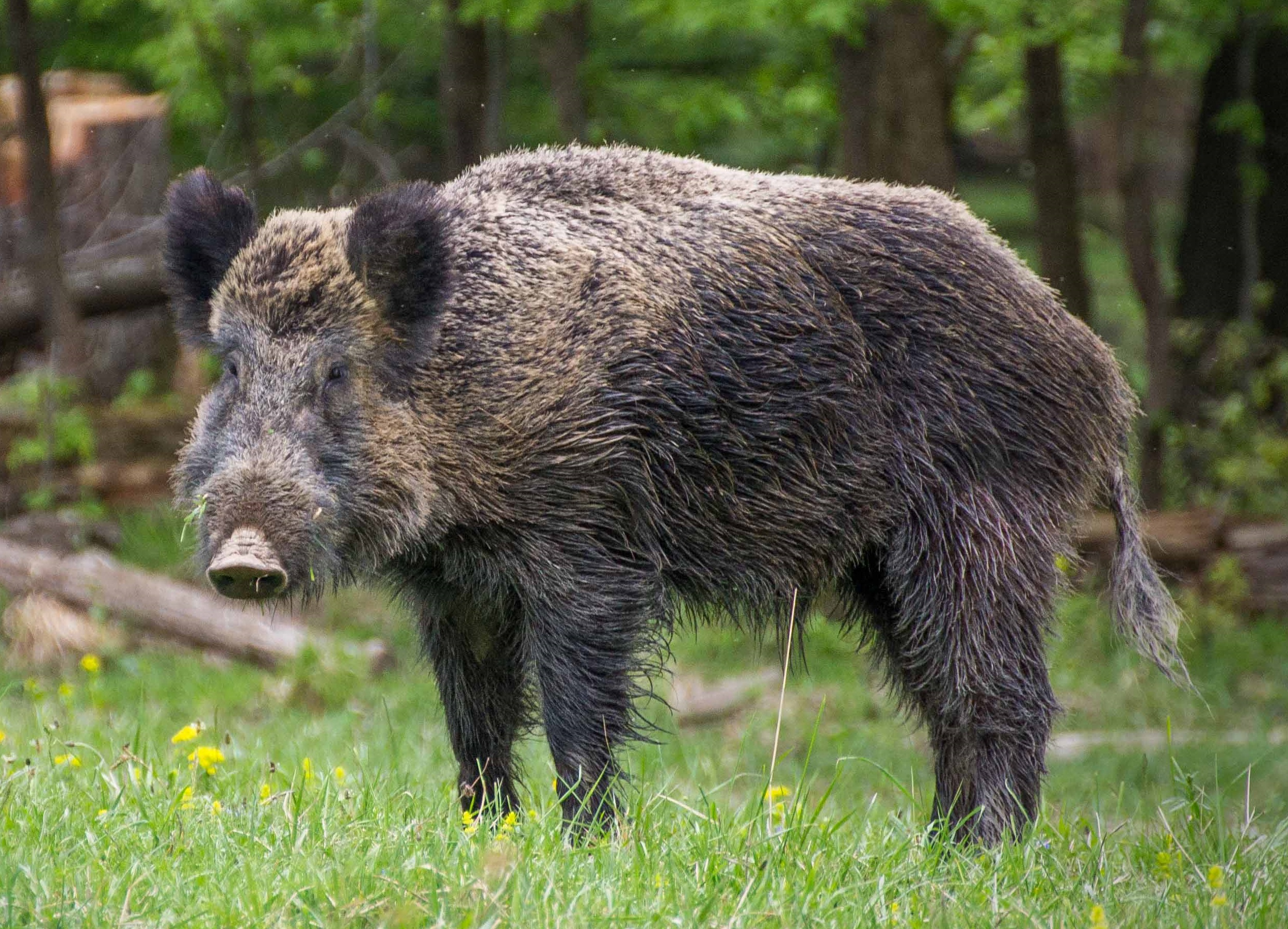 What are groups of wild pigs called?