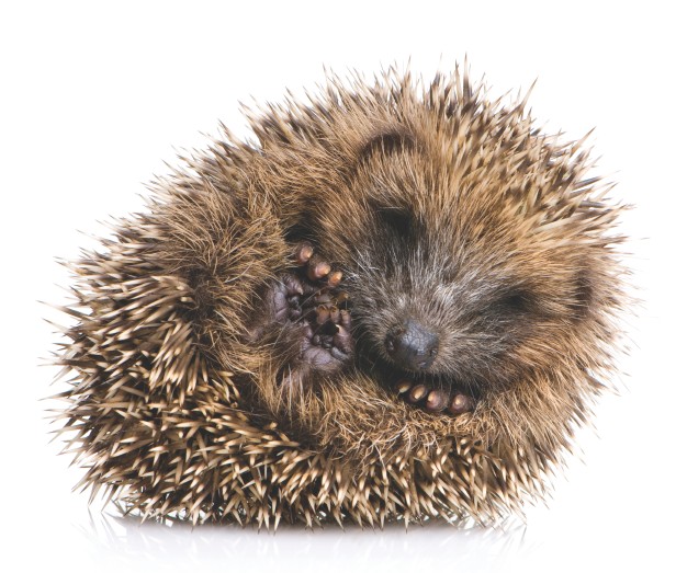 What are hedgehog spines made of?