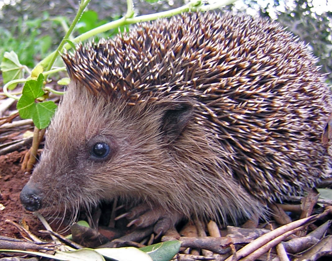 What are hedgehogs spikes called?