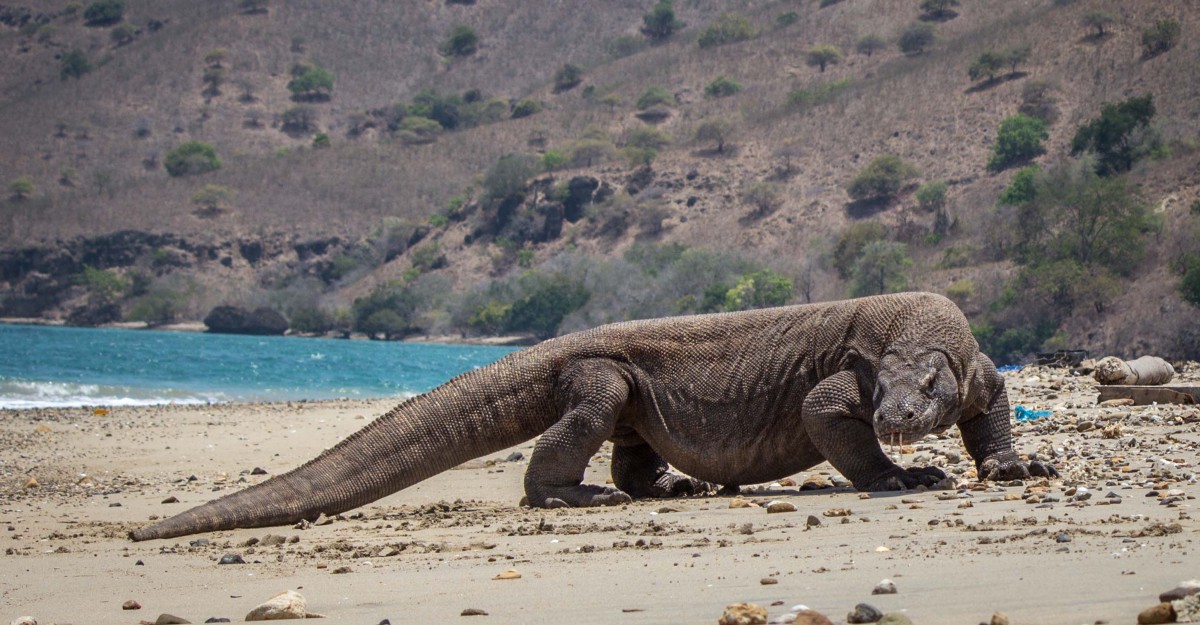 What are Komodo dragons related to dinosaurs?