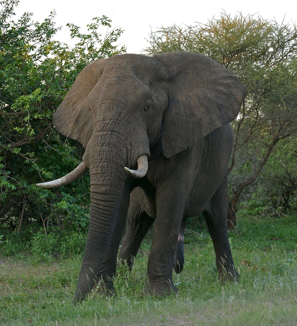 What are large elephants called?