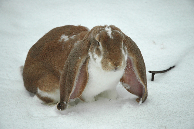 What are lop ears in rabbits?