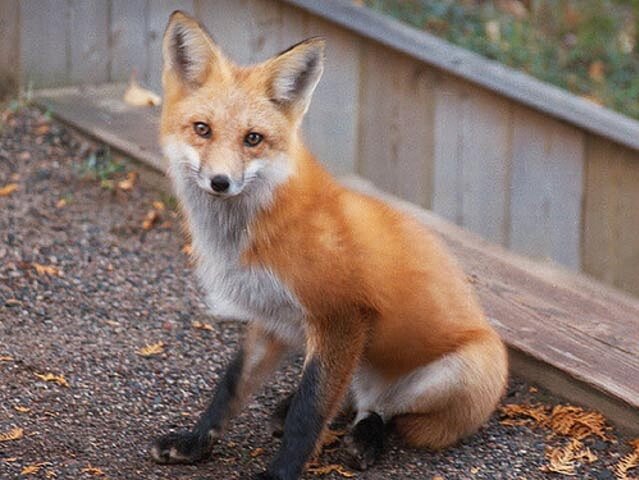 What are male foxes called?