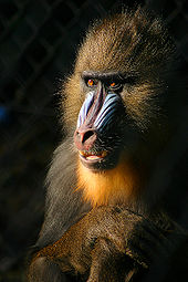 What are mandrills known for?