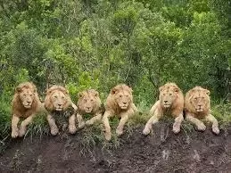 What are many lions called?