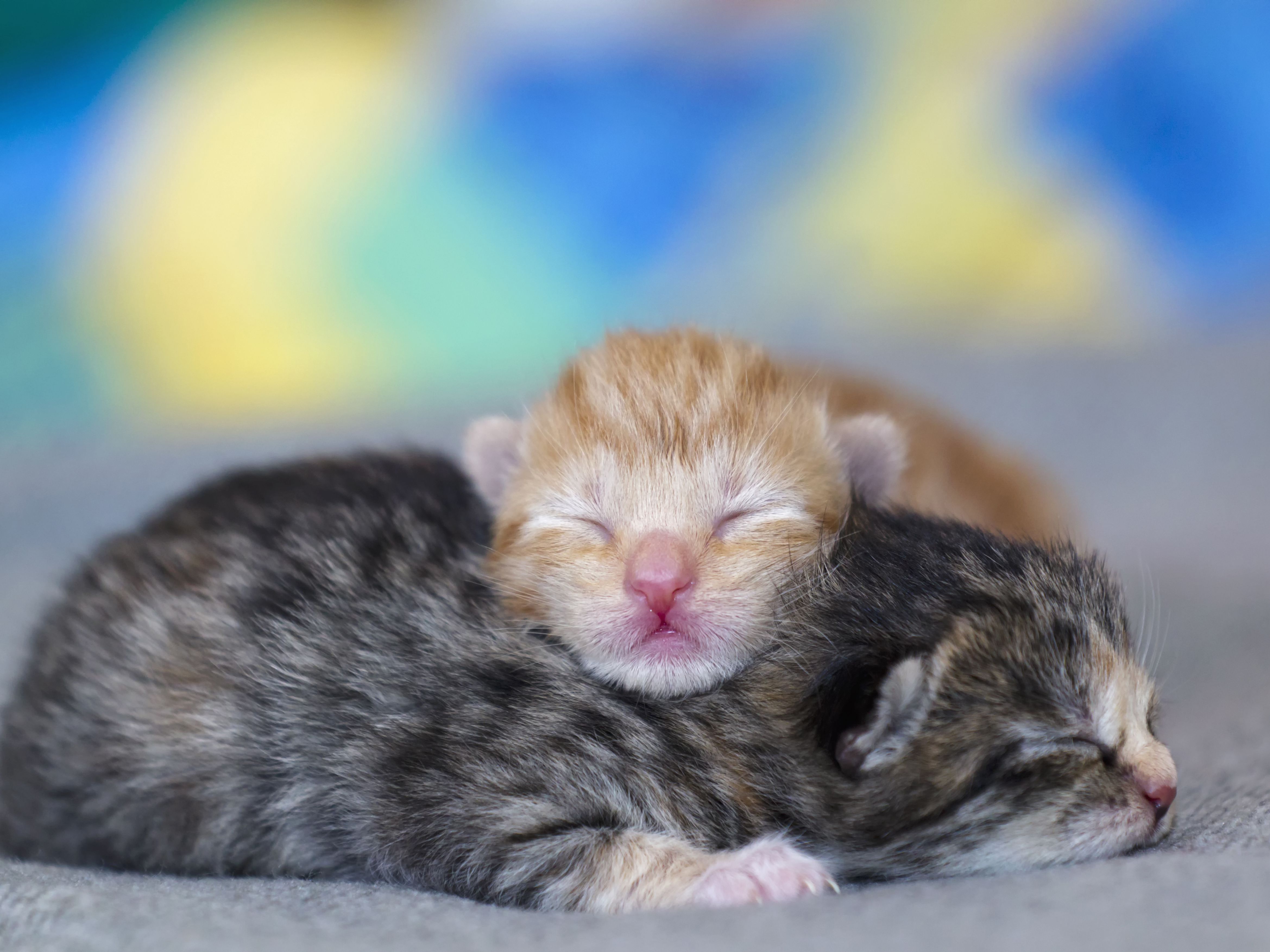 What are newborn kittens called?