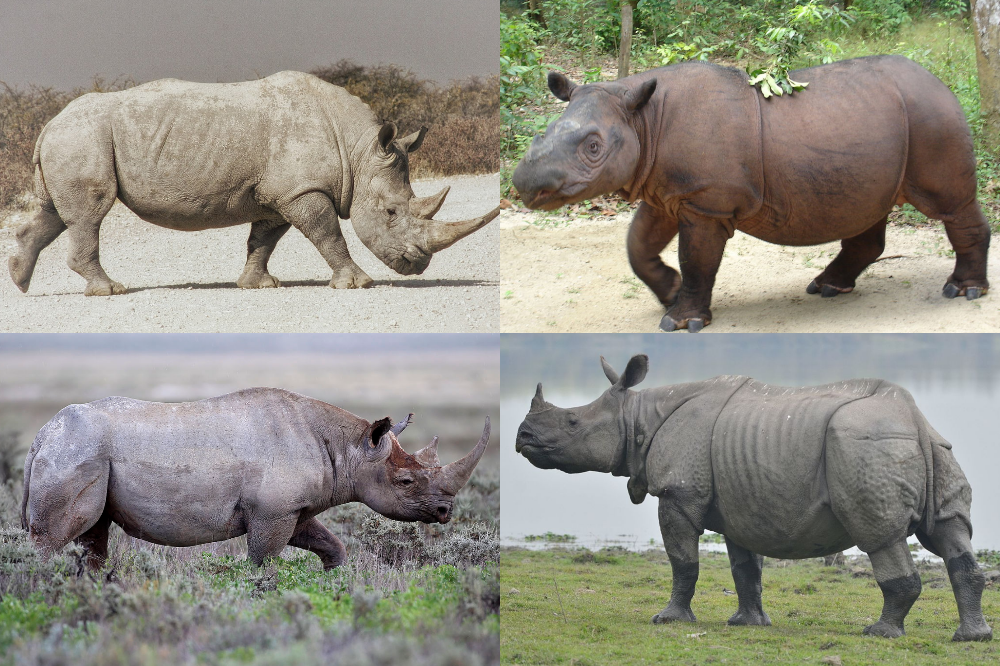 What are rhinoceros used for?