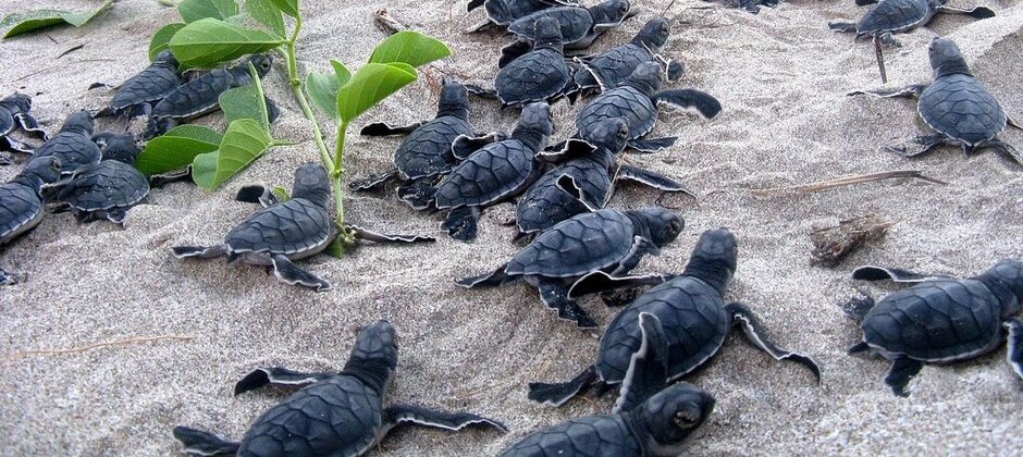 what-do-red-eared-slider-turtle-eggs-look-like