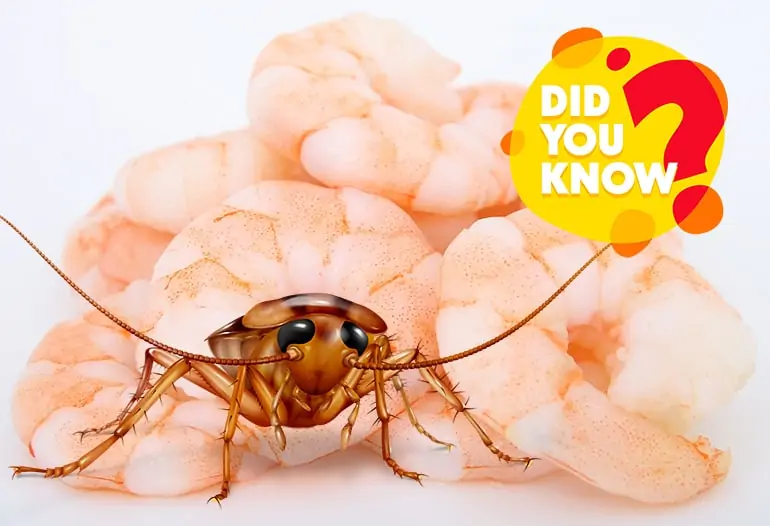 What are shrimp most closely related to?