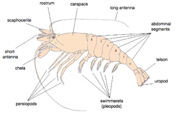 What are shrimps legs called?