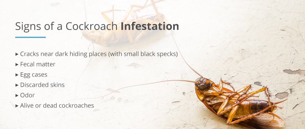 What are signs of cockroach infestation?