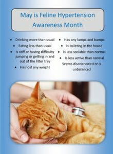 What are signs of high blood pressure in cats?