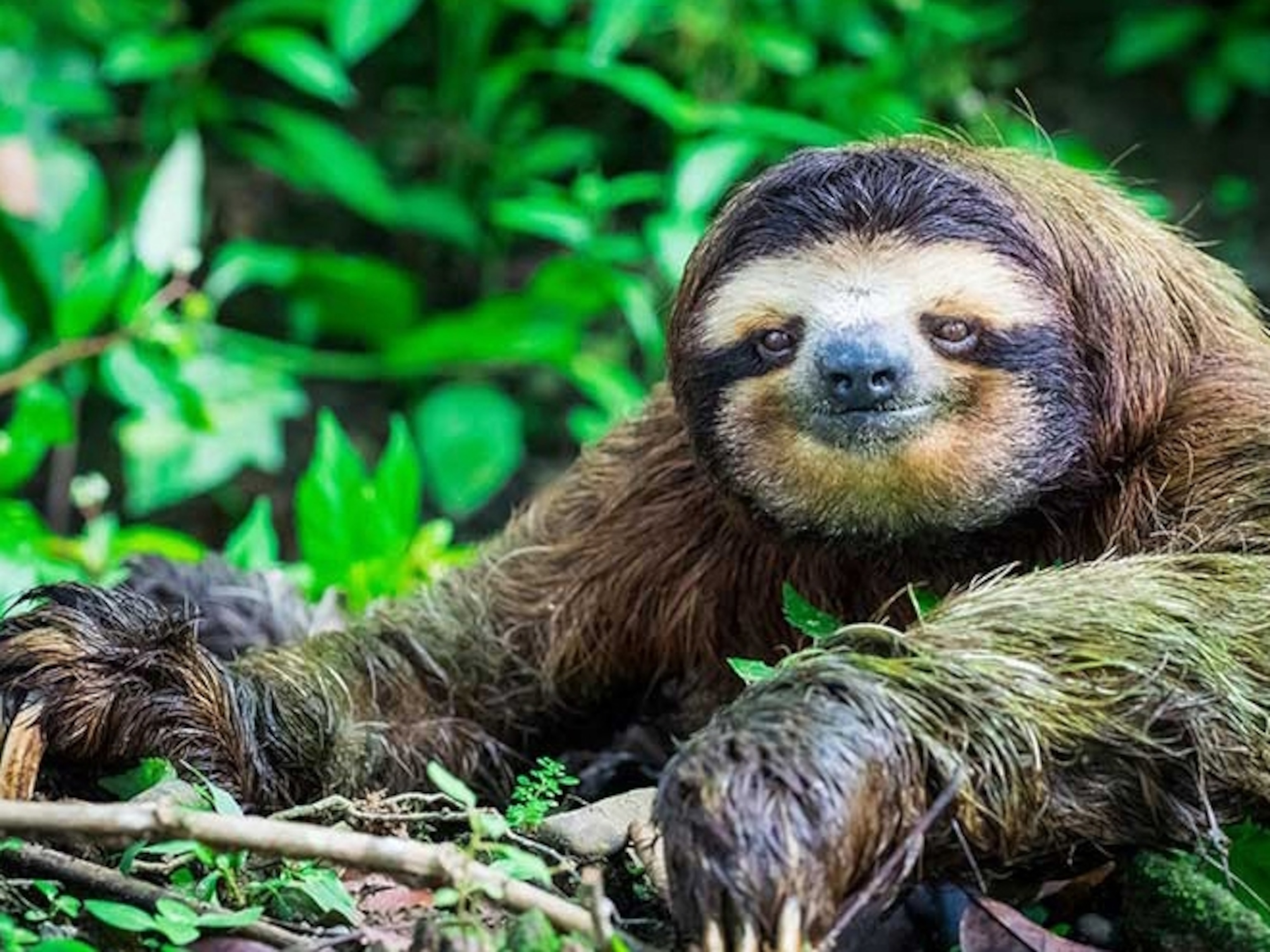 What are sloths known for?