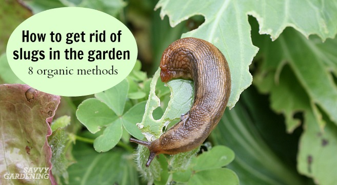 What are slugs good for in the garden?