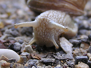 What are snails eyes called?