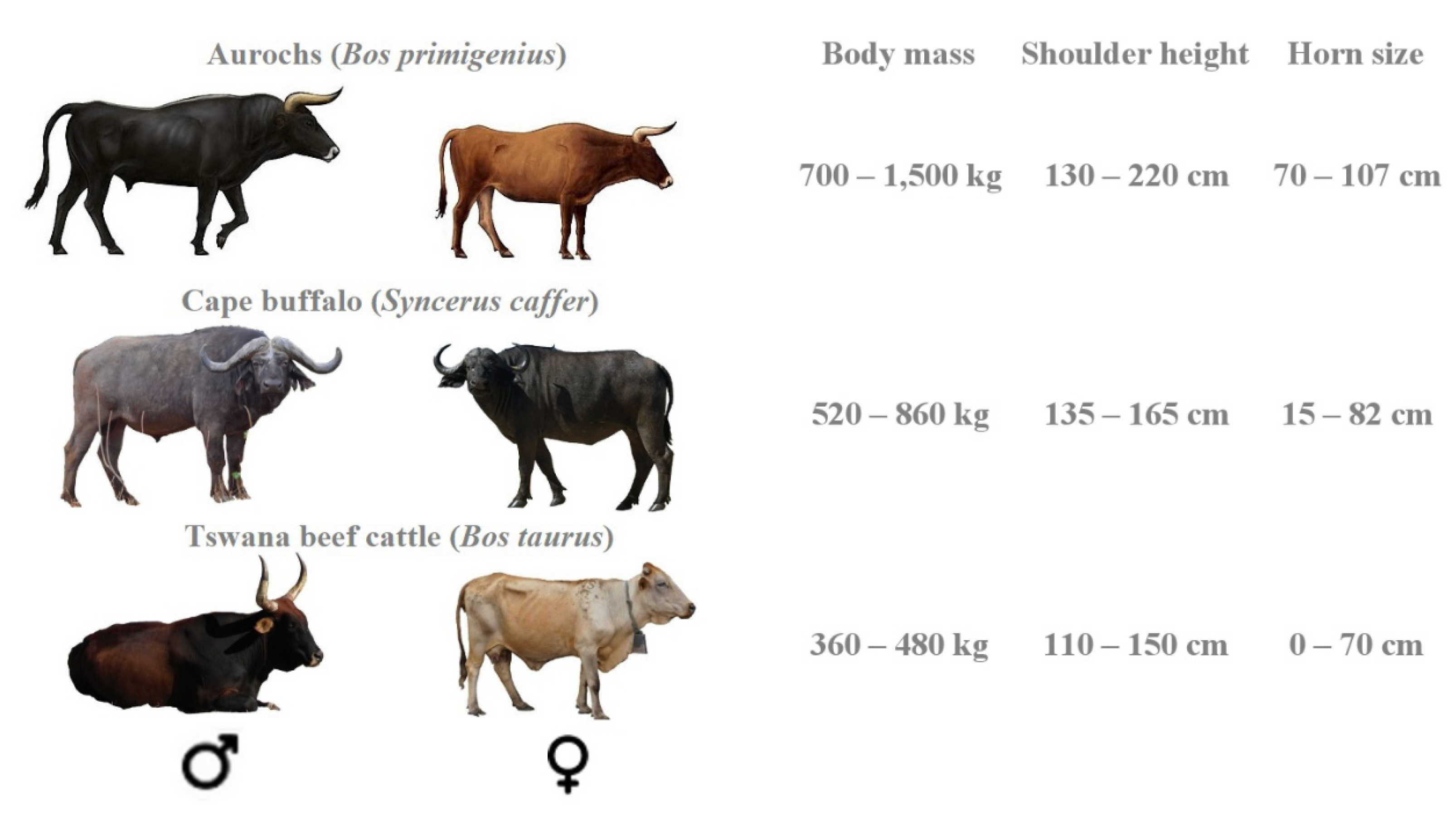 What are some characteristics of bulls?