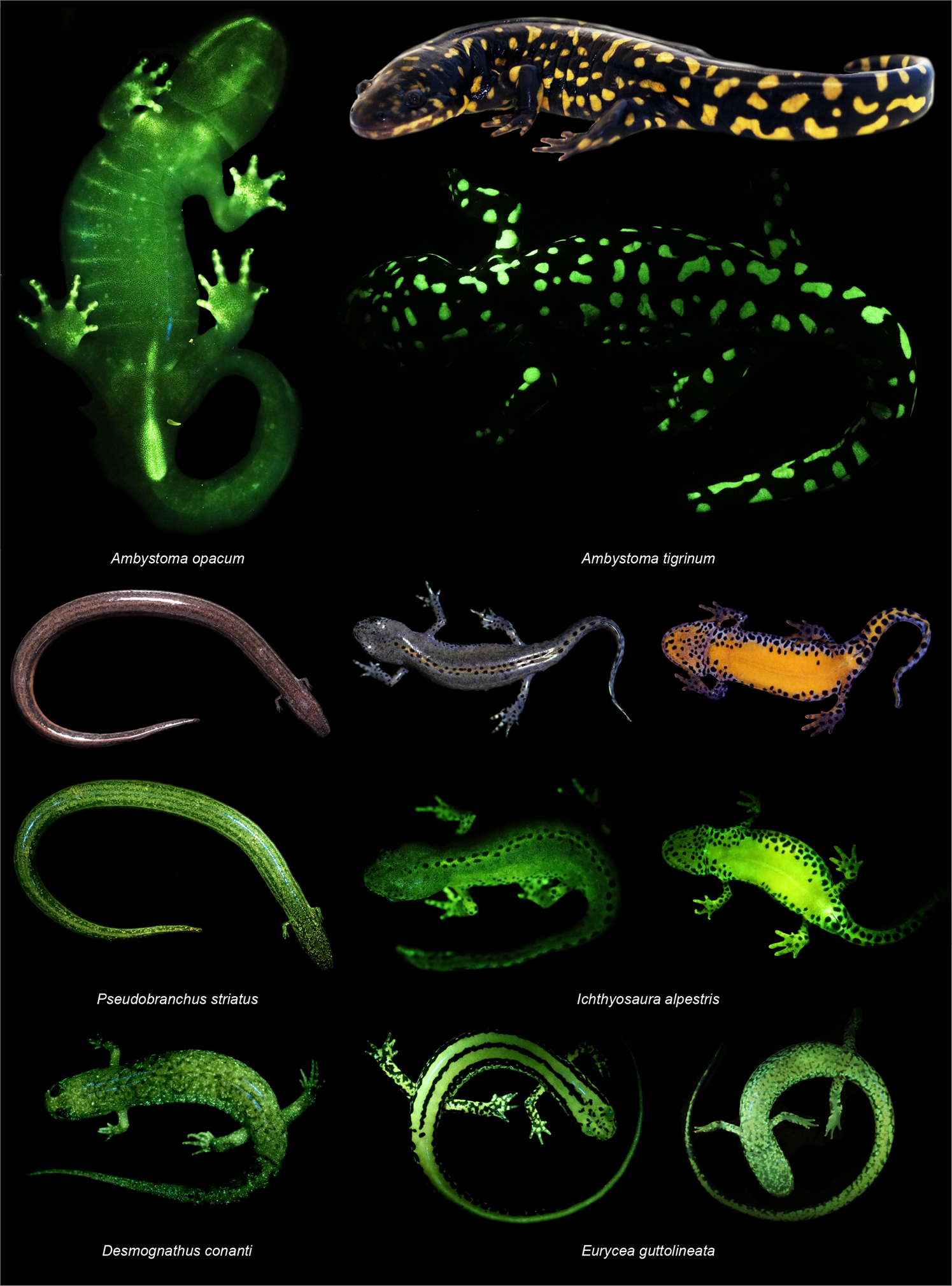 What are some examples of amphibians with biofluorescence?
