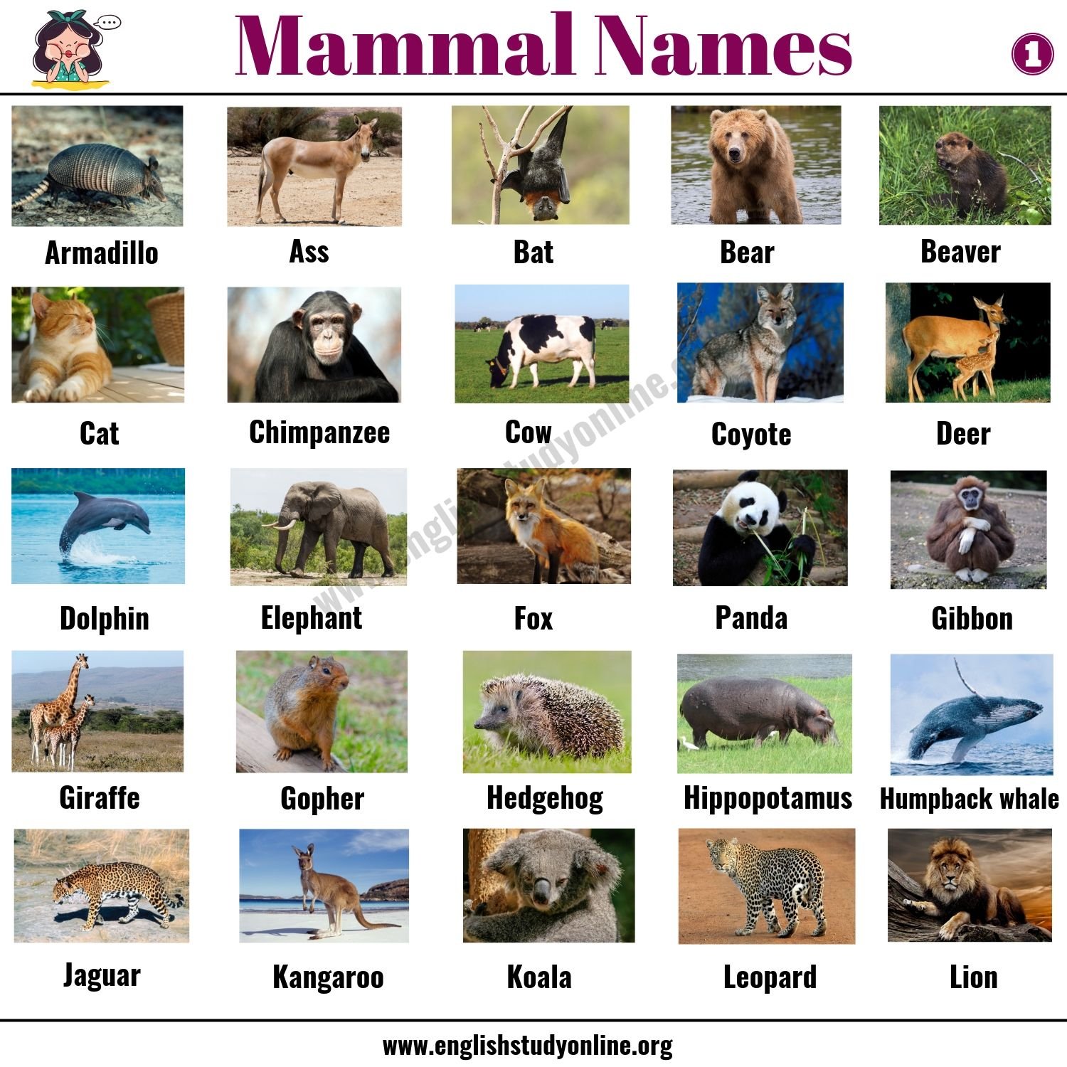What are some examples of mammals?