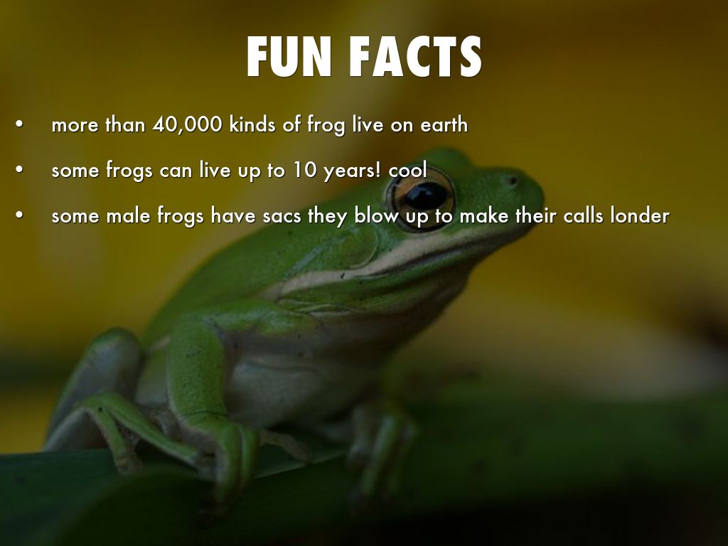 What are some fun facts about tree frogs?