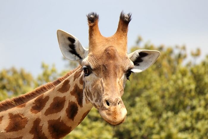 What are some good names for a male giraffe?