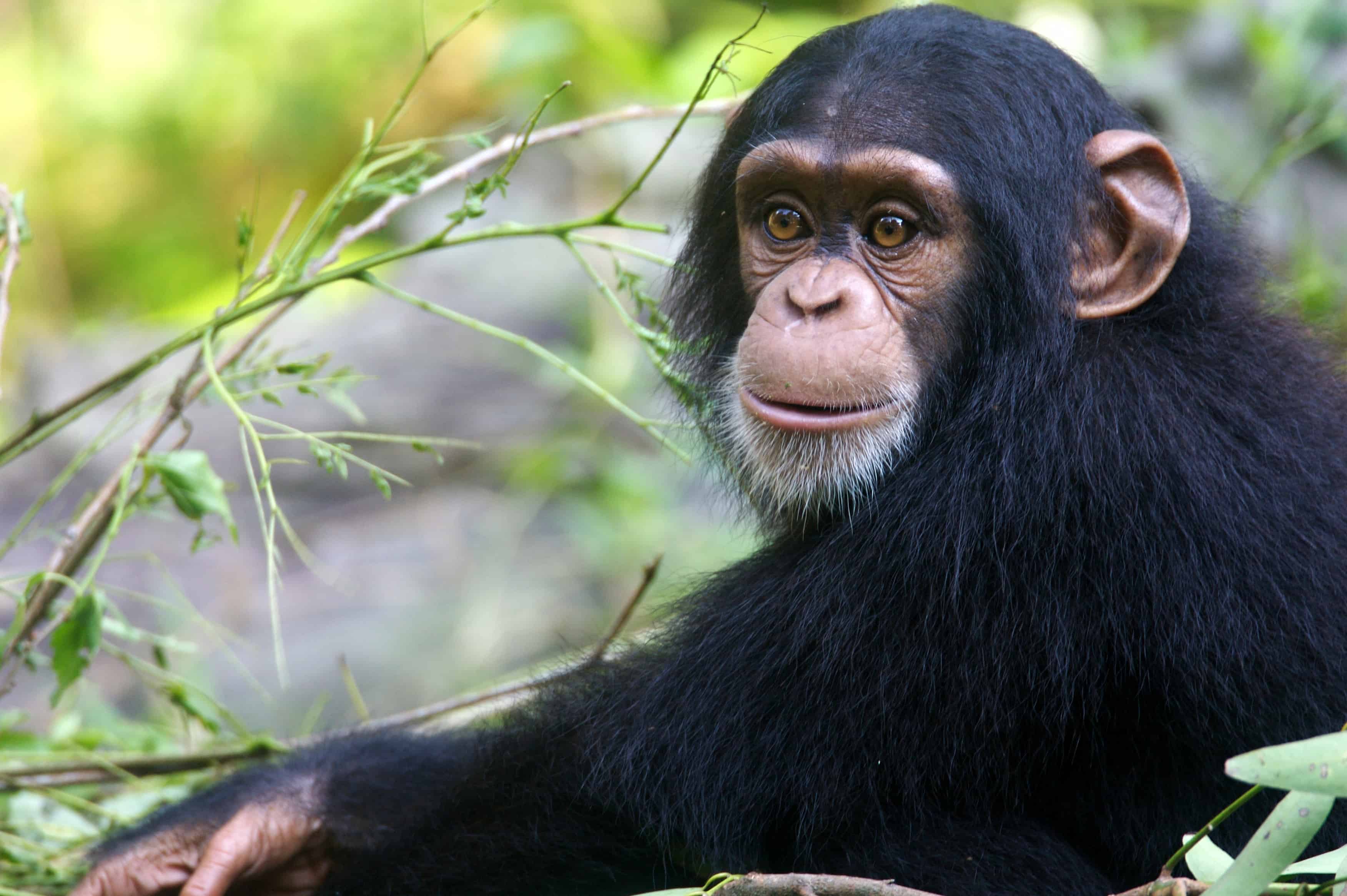 What are some interesting facts about a chimpanzee?