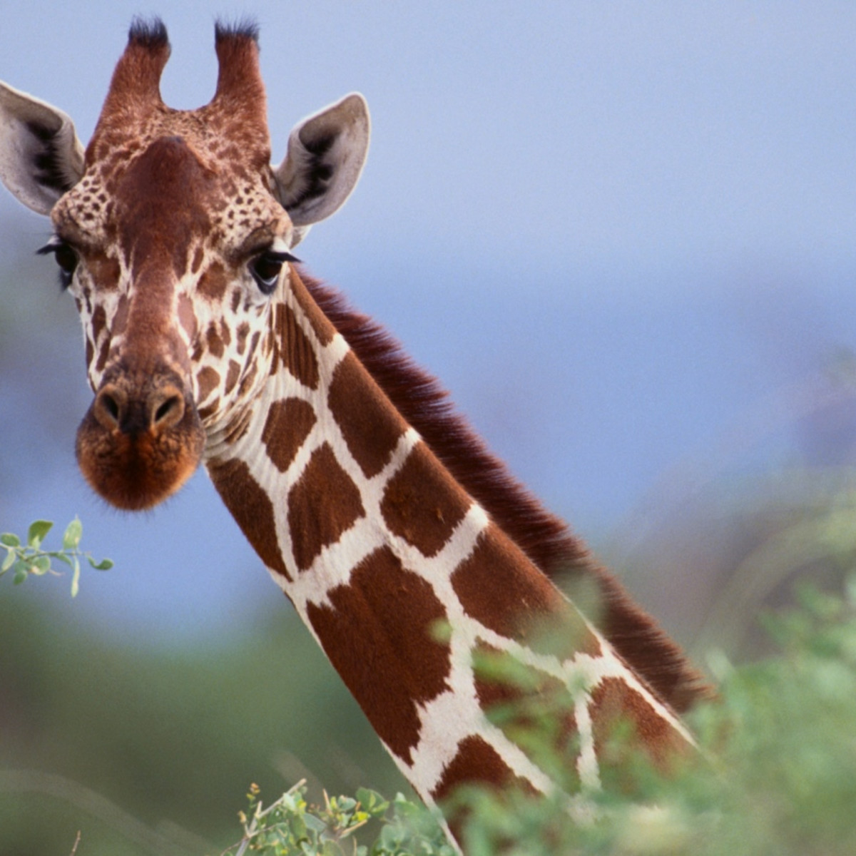 What are some interesting facts about giraffes?