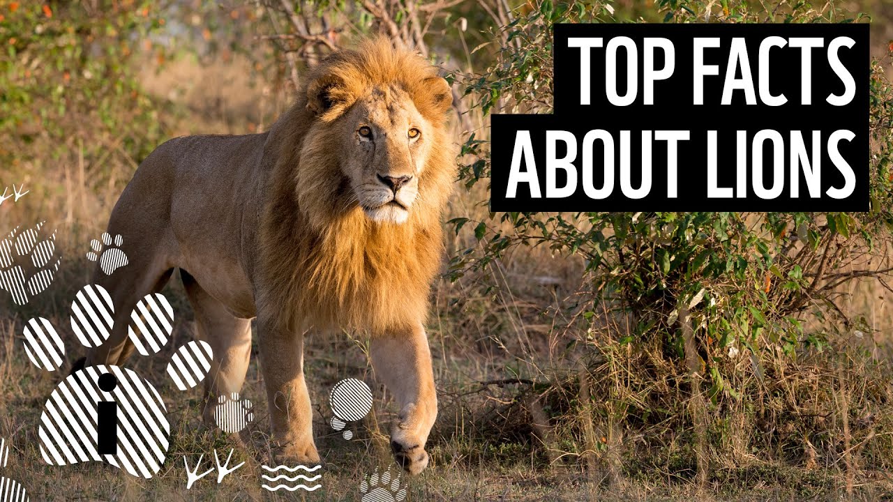 What are some interesting facts about lions?