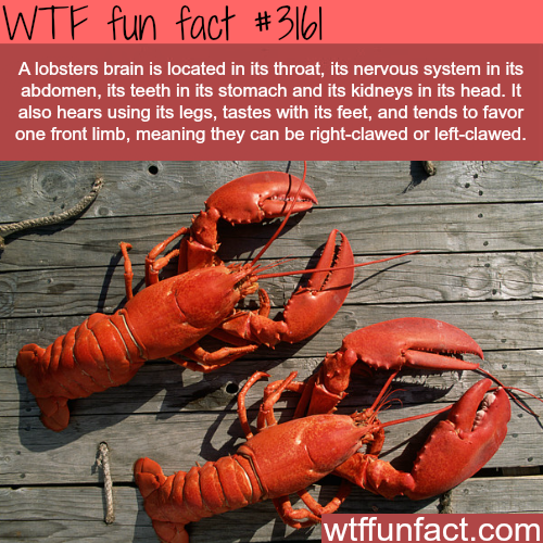 What are some interesting facts about lobsters?