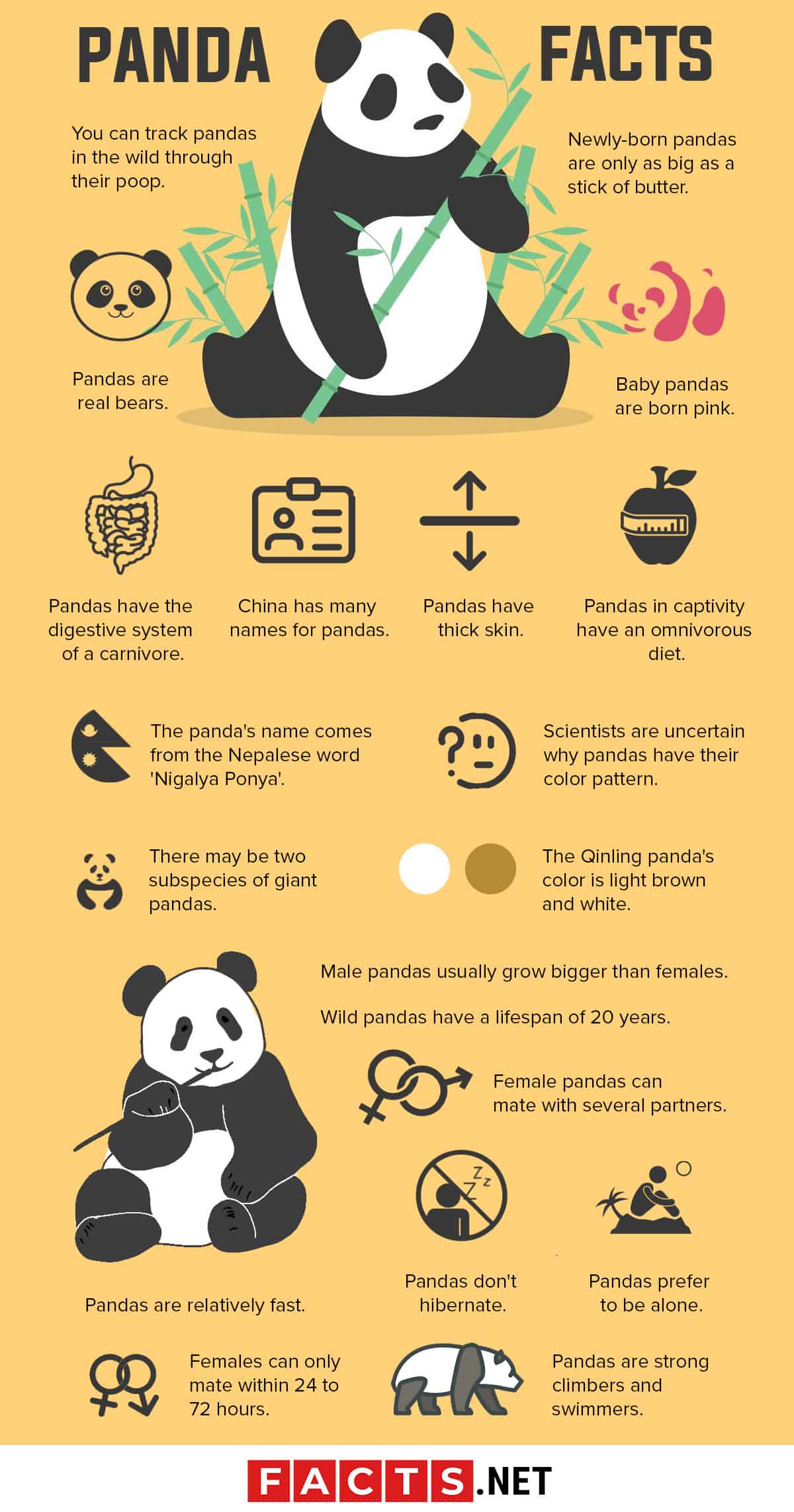 What are some interesting facts about panda birth?