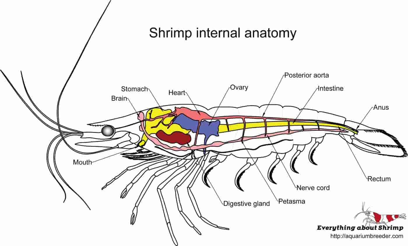 What are some interesting facts about shiripm anatomy?