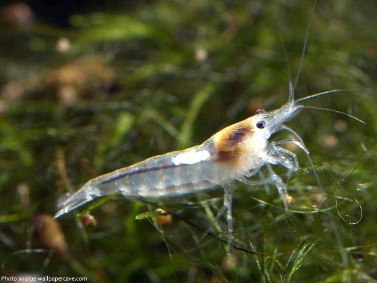 What are some interesting facts about shrimps?